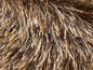 Eyelash