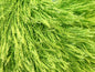 Eyelash