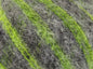 Caress Baby Alpaka Farbe