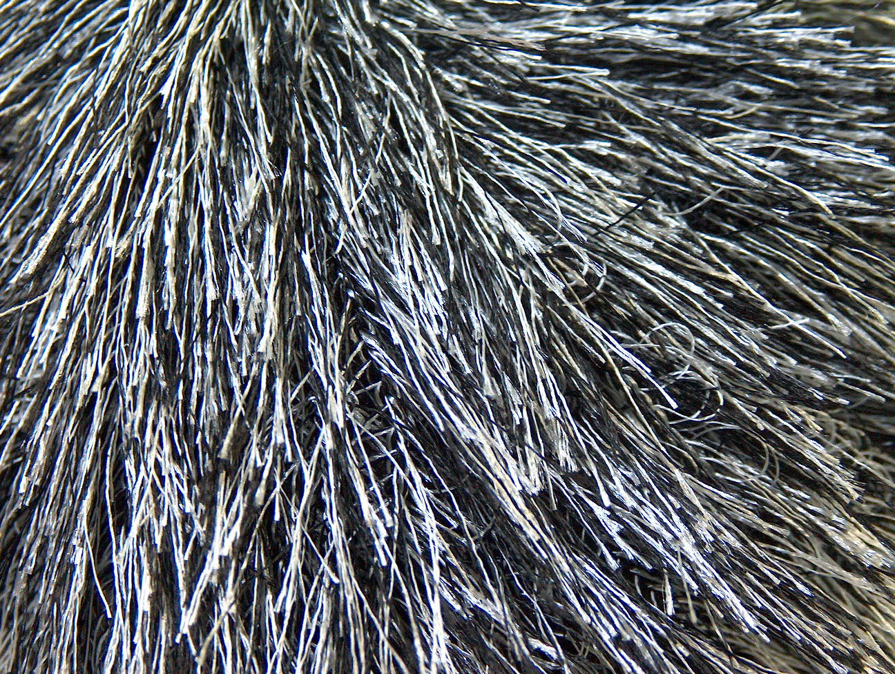 Eyelash